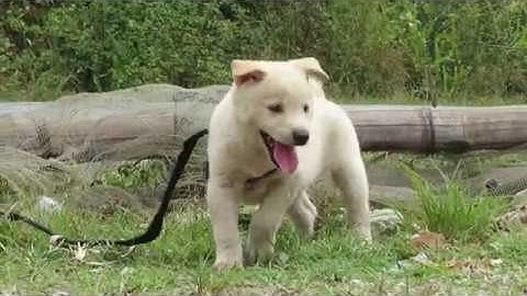 Tuyệt phẩm cộc trắng đực 50 ngày tuổi - Chó bản Mông nguyên chất hoang dã Hà Giang