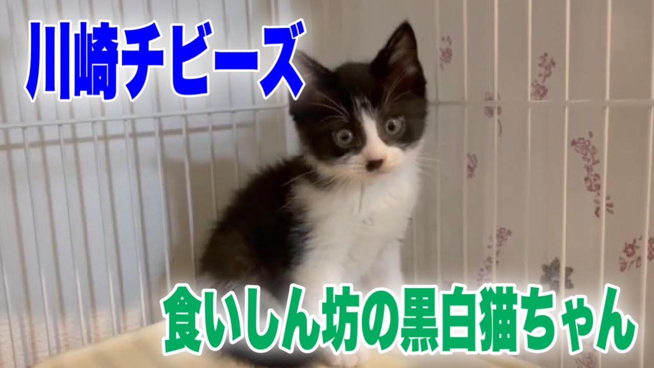 川崎現場からレスキュー生後約2ヶ月の子猫をご紹介 We Rescued Kittens Youtube