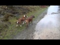 Boxer dogs and puppy having fun in the rain