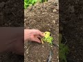 Planting Journey: My Gardening Life Unveiled
