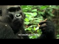 Gorilla gets bored of babysitting | One Life | BBC