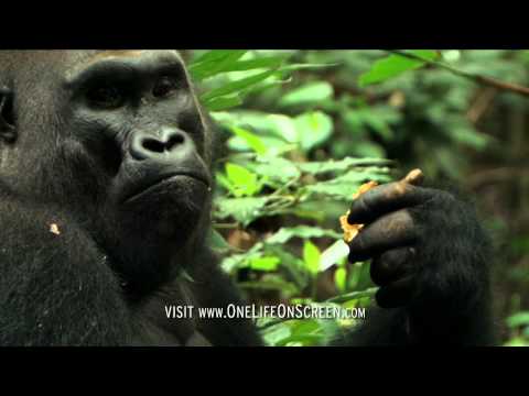 Gorilla gets bored of babysitting | One Life | BBC