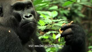 Gorilla Gets Bored Of Babysitting One Life Bbc