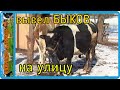 вывел быков для огула коровы, загуляла рыжая, корова в охоте