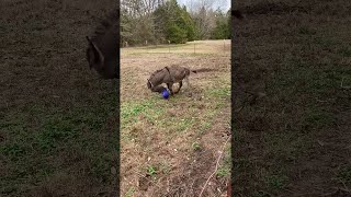 Donkey Delighted About New Ball || ViralHog