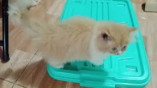 kucing usia dua bulan | cat daily live