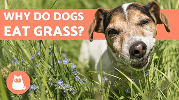 Why is my dog eating grass all of a sudden?