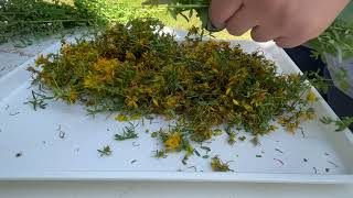 Harvesting St. John's wort for tea