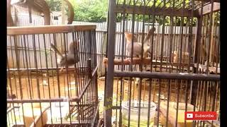 Burung Prenjak tarung Untuk Pancingan Burung Bahan supaya cepat bunyi