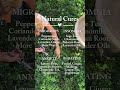 Herbs are so much more than seasoning! They are nature’s cure for so many things #garden #herbs