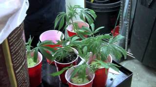 Clones & Last Harvest Review - OMMPgrower W3