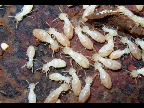 Video: I nebulizzatori uccidono le termiti?