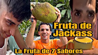 Y al fin se maduro la Jackass la fruta de 7 Sabores🤪(A Probarla se a dicho😋)