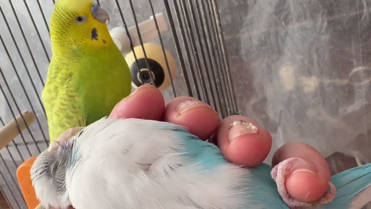 せきせいいんこ セキセイインコ - ディスワン・ペッツワン