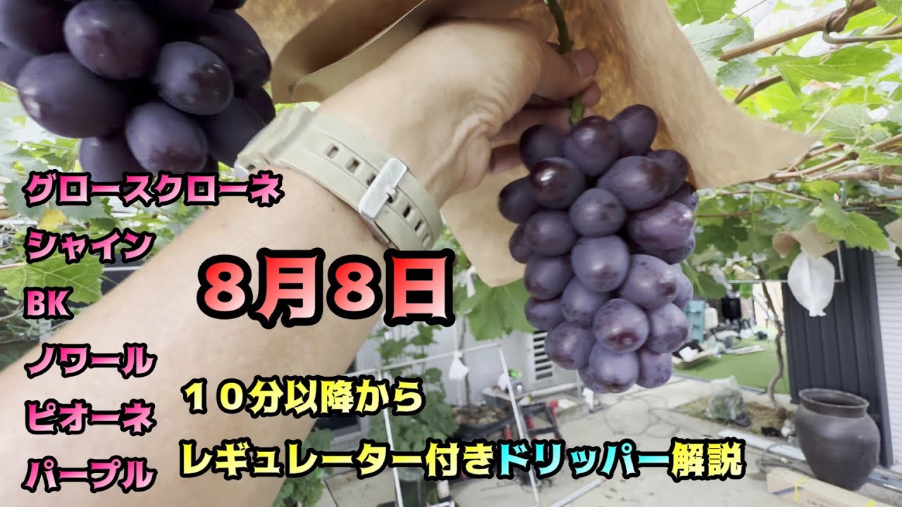 盆まえの着色やブヨブヨ。１０分以降から凄いドリッパー解説～＃ぶどう＃栽培＃シャインマスカット＃マスカットノワール＃ナガノパープル＃ピオーネ＃BKシードレス＃ルートラップ