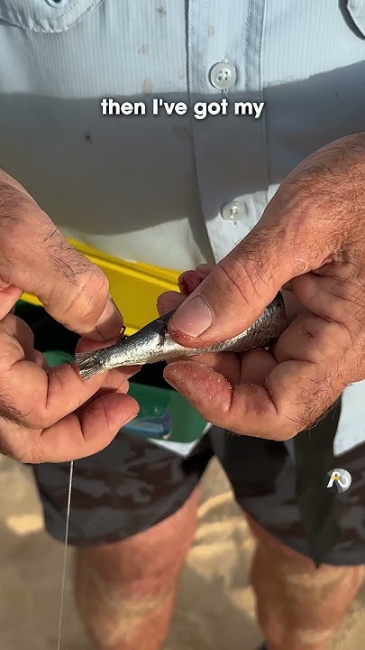 how to rig a half pilchard: GREAT BAIT! #beachfishing #fishingguide 