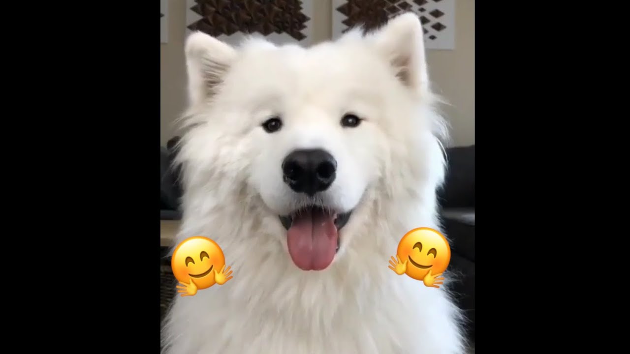 cute happy dog