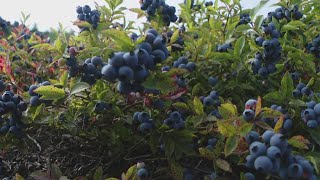 UMaine to host conference on state's wild blueberry industry in Ellsworth