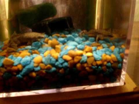 How to care for african dwarf frogs