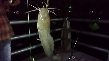 Điểm câu lý tưởng Bờ kè tx Gò Công. 🤫 kỳ 4 🤔 .#tuannguyen.#cauca.#gocong.#mientay.