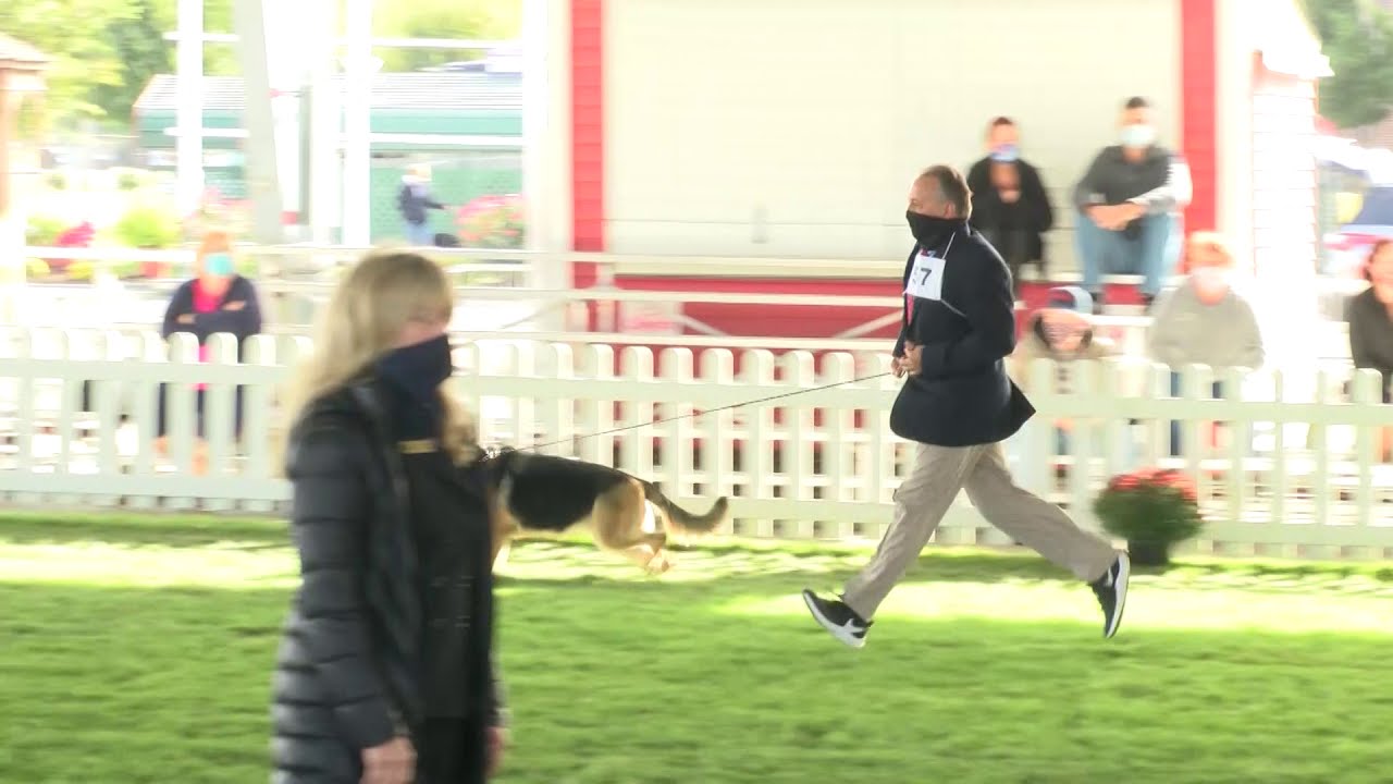 2020 GSDCA Futurity Maturity