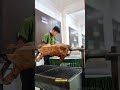 🔥 HOME SERVICE KAMBING GULING DI BANDUNG | LIVE BBQ KAMBING GULING SARI RAOS 🔥