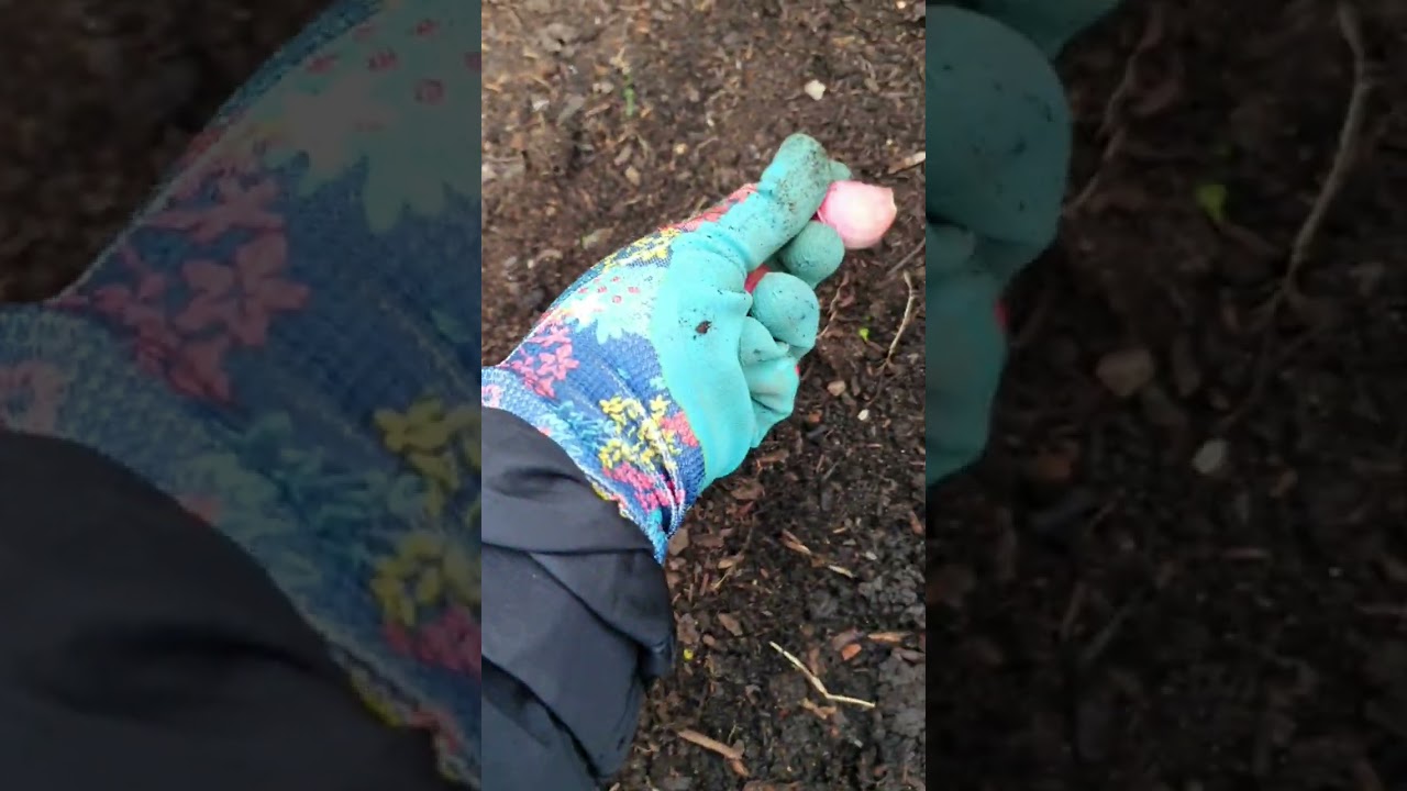 november gardening jobs 