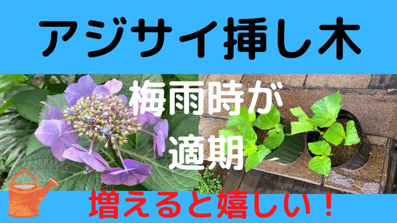 ガーデニング】アジサイの挿し木 挿し木に最も適した時期は梅雨時期