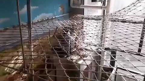 Thi công lưới an toàn cầu thang,làm lưới hứng giếng trời thư giãn,lưới dây thừng an toàn,lưới bố nâu