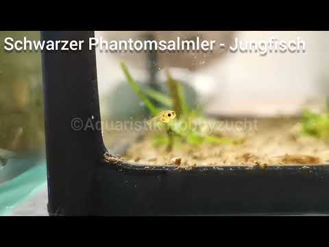 Aquaristik Hobbyzucht -