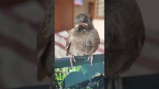 “Who’s calling me?”— the bird probably 😂#Birds #FunnyBird #NatureShorts #BirdLover #ViralShorts