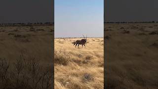 AN ORYX ON THE PLAINS OF AFRICA #shorts #oryx #africa #wildlife