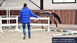 Arrow van de Deusterhoef