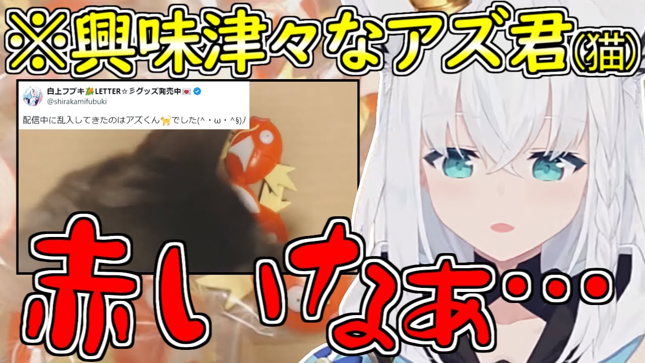 怒涛の展開で金コイを神引きするフブちゃんと、跳ねるコイキングが気になってしょうがない白上さん宅のアズ君（猫）【白上フブキ/ホロライブ/切り抜き】