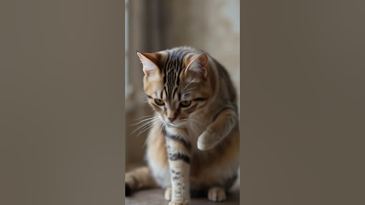Adorable Cat Video Compilation | Funny and Cute Cats Doing Silly Things