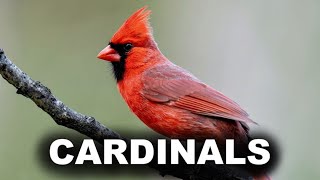 Northern Cardinals Bird Songs - Relaxing Ambient Nature Sounds - White Noise for Sleep,  Meditation screenshot 5