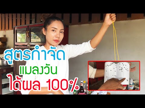 วิธีกำจัดแมลงวันให้สิ้นซาก ไม่ใช้สารเคมี ได้ผล 1000 เปอร์เซ็น