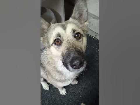 Дурилка картонная. #shorts #puppy #dogs - YouTube