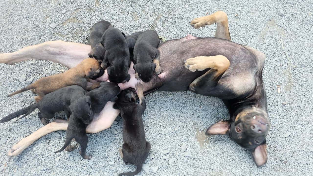 Dog mama with a broken heart waits for her to come back dog rescue ...