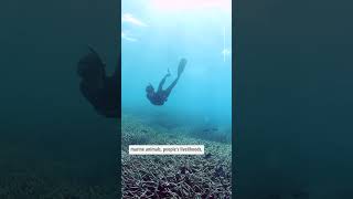What is coral bleaching? #coralreef #ocean