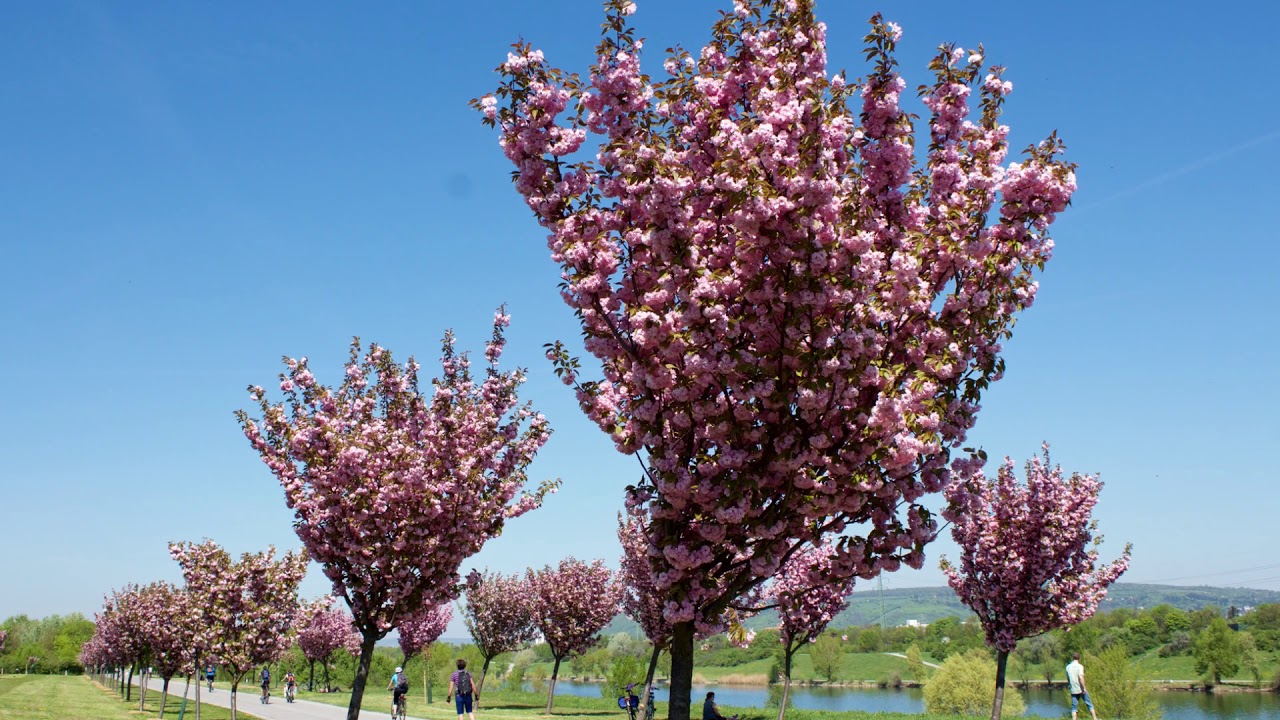 Cherry Blossom Blooming -Vienna Austria -  Kirschenhain