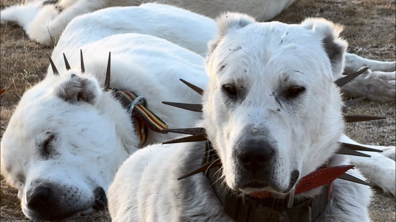 Beste Akbas AKBAŞ SAFARİ AĞUSTOS 26 AKBAŞ KANGAL KÖY GEZMELERİ #akbaş #akbas # ...