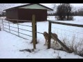 Dumb as STICK