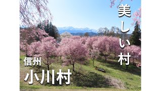 美しい村「小川村」の桜と北アルプスの残雪(2023.4.10)