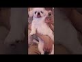 ムーチョ大統領のお手振り集 #shorts #ペキニーズ #子犬