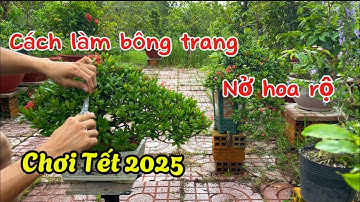 Tập154: Cách Làm Hoa Bông Trang Nở Rộ Chơi Tết 2025 Đơn Giản, Dễ Làm