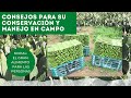 CUIDADOS DEL NOPAL DESPUÉS DEL CORTE