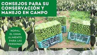 CUIDADOS DEL NOPAL DESPUÉS DEL CORTE