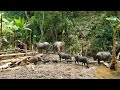 #3. Forest Farm Life, Wild Boar Breeding, Big Farm Building, Survival Instinct