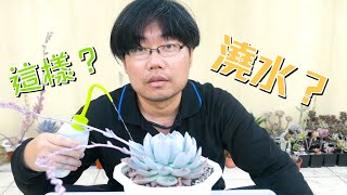 【多肉植物】原來威霖這樣幫多肉澆水How to water succulents